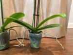 Phalaenopsis Dtps Brother Little Heart x Brother Fortune 2 Spikes (3.5" pot) - Image 8