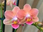 Fragrant Phalaenopsis New Hybrid Novelty Orange Color 2 Spikes (3.5" pot) - Image 2