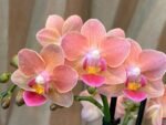 Fragrant Phalaenopsis New Hybrid Novelty Orange Color 2 Spikes (3.5" pot) - Image 3