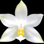 Phalaenopsis violacea var alba x sib. (3” Pot)