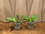 Phalaenopsis violacea var alba x sib. (3” Pot) - Image 2