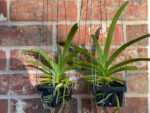 Vanda Chomkao x Vanda Kulwadee Fragrance Blooming Size (3” basket) - Image 5