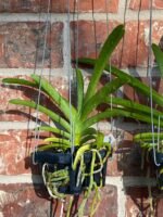 Vanda Chomkao x Vanda Kulwadee Fragrance Blooming Size (3” basket) - Image 3