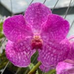 Vanda Pakchong Blue Pink 2n x Vanda Pacharee Delight 4n Blooming Size  (3” basket)