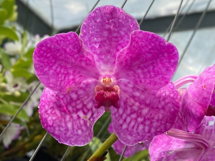 Vanda Pakchong Blue Pink 2n x Vanda Pacharee Delight 4n Blooming Size  (3” basket) - Image 1