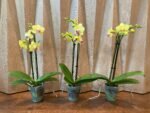 Phalaenopsis Dtps Brother Little Heart x Brother Fortune 2 Spikes (3.5" pot) - Image 2