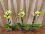 Phalaenopsis Dtps Brother Little Heart x Brother Fortune 2 Spikes (3.5" pot) - Image 3