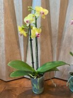 Phalaenopsis Dtps Brother Little Heart x Brother Fortune 2 Spikes (3.5" pot) - Image 4