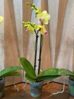 Phalaenopsis Dtps Brother Little Heart x Brother Fortune 2 Spikes (3.5" pot) - Image 5