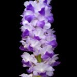 Rhynchostylis coelestis ‘Blue’ x sib (3.5” Pot)