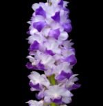 Rhynchostylis coelestis ‘Blue’ x sib (3.5” Pot)