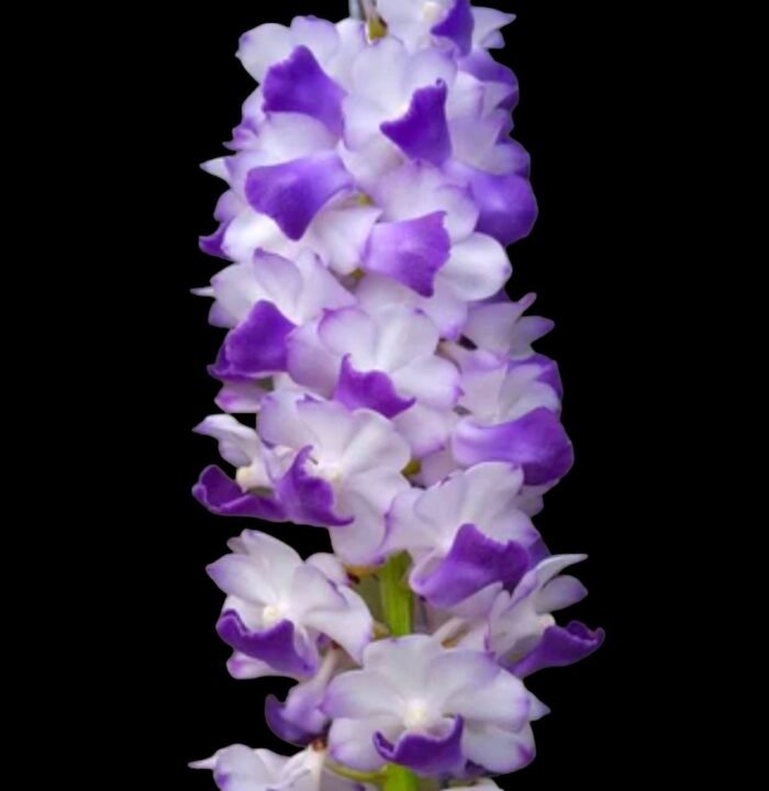 Rhynchostylis coelestis ‘Blue’ x sib (3.5” Pot) - Image 1