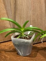 Rhynchostylis coelestis ‘Blue’ x sib (3.5” Pot) - Image 3