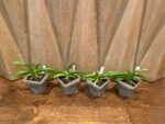 Rhynchostylis coelestis ‘Blue’ x sib (3.5” Pot) - Image 2