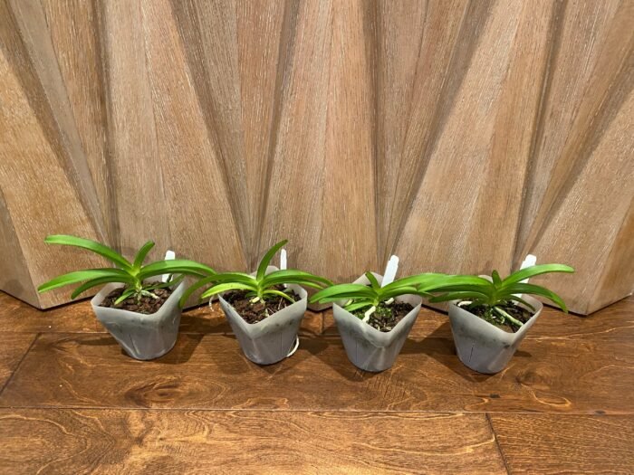 Rhynchostylis coelestis ‘Blue’ x sib (3.5” Pot) - Image 2