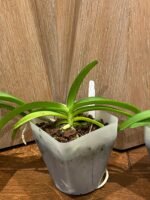 Rhynchostylis coelestis ‘Blue’ x sib (3.5” Pot) - Image 5