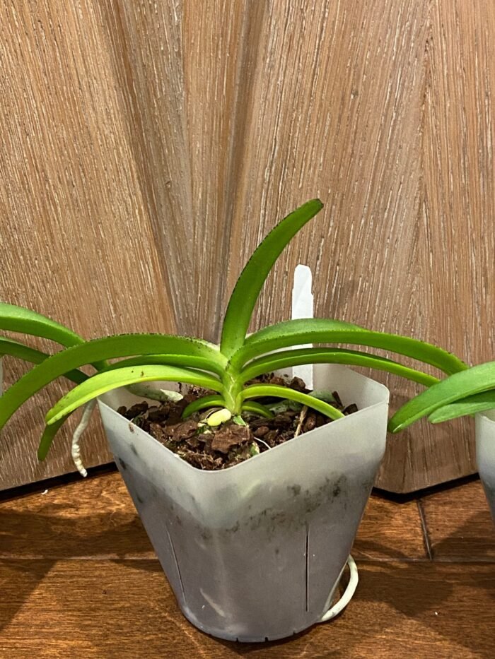 Rhynchostylis coelestis ‘Blue’ x sib (3.5” Pot) - Image 5