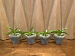Rhynchostylis coelestis ‘Blue’ x sib (3.5” Pot) - Image 7