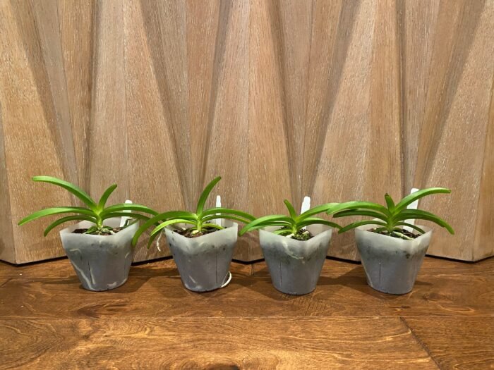Rhynchostylis coelestis ‘Blue’ x sib (3.5” Pot) - Image 7