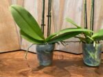 Phalaenopsis Dtps Brother Little Heart x Brother Fortune 2 Spikes (3.5" pot) - Image 7