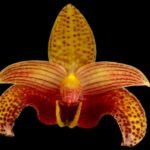 Bulbophyllum Sumatranum blooming Size (3.5” Pot)