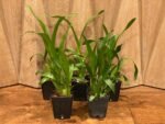 Fragrant - Miltassia Charles M. Fitch 'Izumi' (BS, 3.5" pot) - Image 2