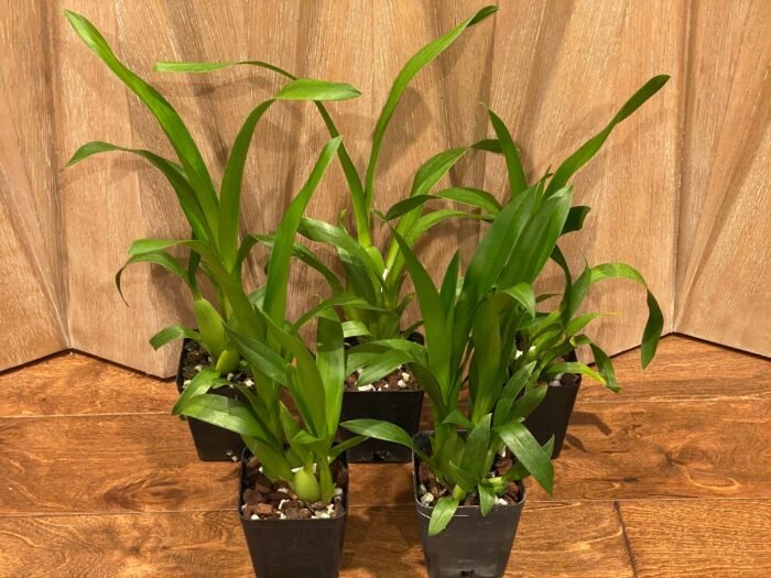 Fragrant - Miltassia Charles M. Fitch 'Izumi' (BS, 3.5" pot) - Image 3