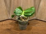 Fragrant - Phalaenopsis speciosa ‘Blue’ (3” pot) - Image 2