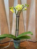 Phalaenopsis Dtps Brother Little Heart x Brother Fortune 2 Spikes (3.5" pot) - Image 6