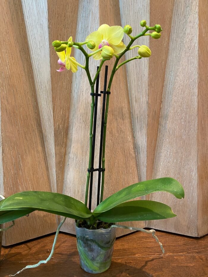 Phalaenopsis Dtps Brother Little Heart x Brother Fortune  2 Spikes (3.5" pot) - Image 6
