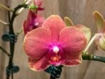 Phalaenopsis  Novelty Orange 2 Plants per pot (4.5" pot) - Image 4