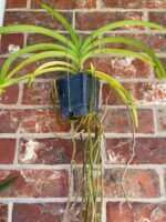 Vanda Kultana Orose Two Tone x A. Pakchong Gold Blooming Size (3.5” Pot) - Image 3
