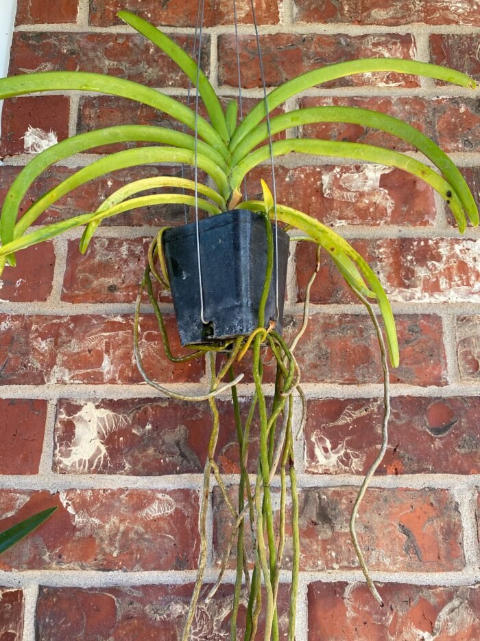 Vanda Kultana Orose Two Tone x A. Pakchong Gold Blooming Size (3.5” Pot) - Image 3