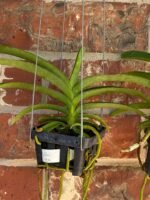Vanda Pakchong Blue Pink 2n x Vanda Pacharee Delight 4n Blooming Size (3” basket) - Image 6