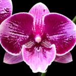 Phalaenopsis Large I-Hsin Dream Bubble (4.5" pot)