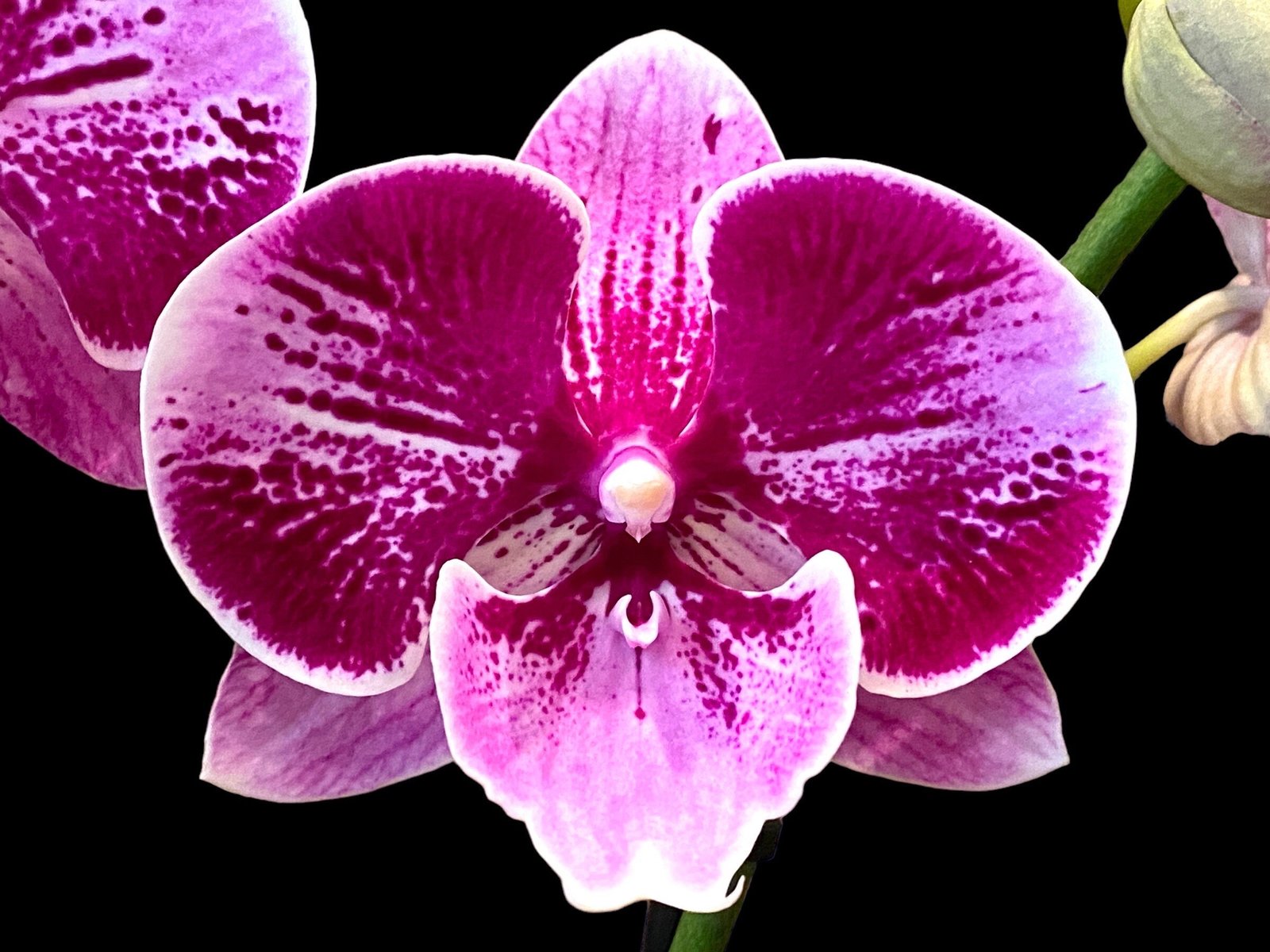 il_fullxfull.5011634912_e7xz.jpg Phalaenopsis Large I-Hsin Dream Bubble (4.5" pot) - Image 1