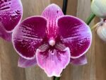 Phalaenopsis Large I-Hsin Dream Bubble (4.5" pot) - Image 2