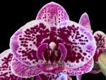 Phalaenopsis OX Happy Girl “Pink Panther” In Spikes (4.5" pot)
