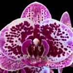 Phalaenopsis OX Happy Girl “Pink Panther” In Spikes (4.5" pot)
