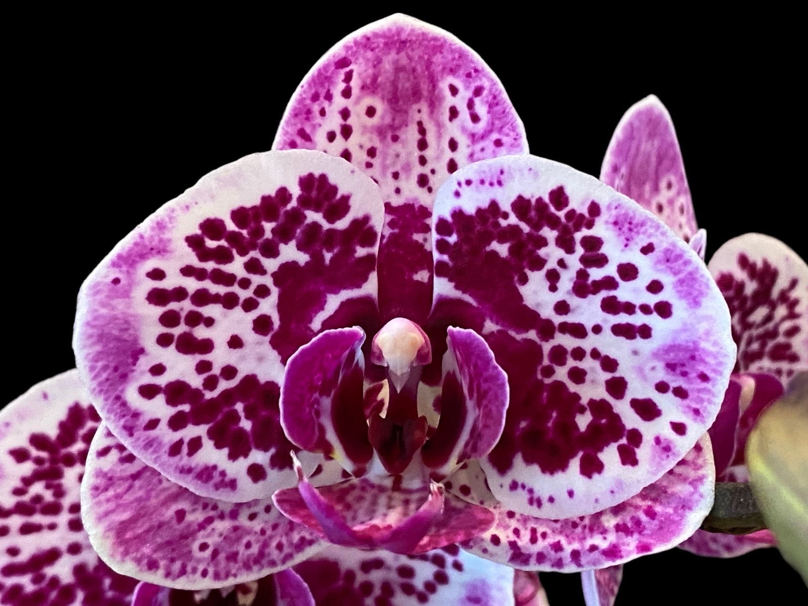 il_fullxfull.5016261907_1psf.jpg Phalaenopsis OX Happy Girl “Pink Panther” In Spikes (4.5" pot) - Image 1