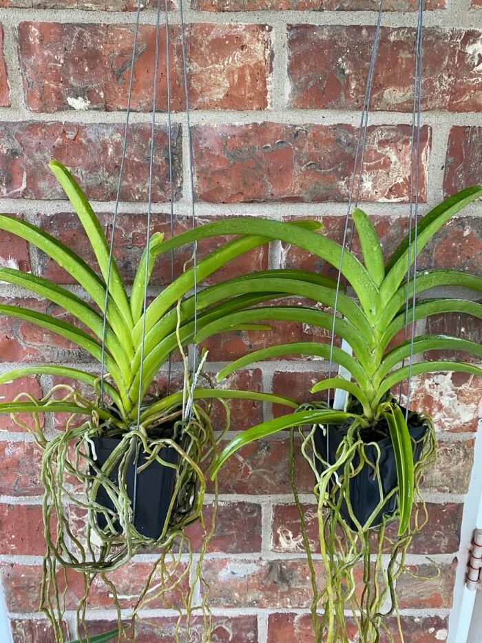 Vanda Rasri Gold x sanderiana (Blooming Size, 3.5” pot) - Image 3