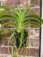 Vanda Rasri Gold x sanderiana (Blooming Size, 3.5” pot) - Image 5