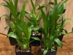 Fragrant - Miltassia Charles M. Fitch 'Izumi' (BS, 3.5" pot) - Image 4