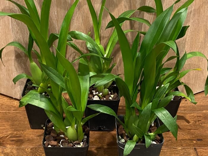 Fragrant - Miltassia Charles M. Fitch 'Izumi' (BS, 3.5" pot) - Image 4