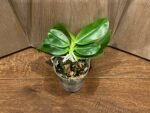 Fragrant - Phalaenopsis speciosa ‘Blue’ (3” pot) - Image 3