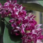 Rhynchostylis gigantea ‘Red Spots’ (3.5” pot)