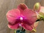 Phalaenopsis  Novelty Orange 2 Plants per pot (4.5" pot) - Image 3