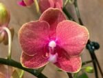 Phalaenopsis  Novelty Orange 2 Plants per pot (4.5" pot)