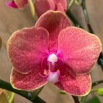 Phalaenopsis  Novelty Orange 2 Plants per pot (4.5" pot)