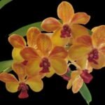 IN SPIKE Vanda Pleonpit Prize Sunburn mark on leave (3” basket)